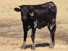 3P TEXAS LEGACY