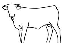 Bull calf 2020 Justify x Lucky Tumble
