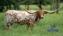 JEST A JUNGLE CAT 🐆