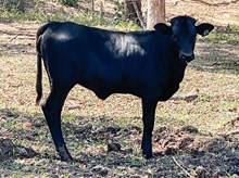 3P BLACK VELVET