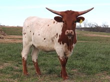 Heifer calf 2022 Swagger BCB x DH Temptress