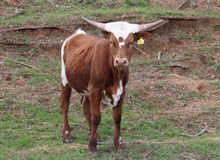 Heifer calf 2022 Swagger x HL Cotton Can