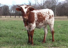 Heifer calf 2022 Swagger BCB x Raggedy Patch