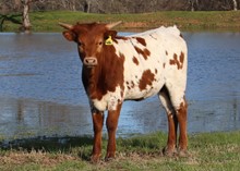 Heifer calf 2022 Swagger x Kat Nap