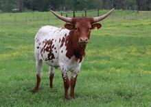 Heifer calf 2022 JustifyxLenaPlatinum