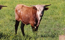 Bull calf 2019 Fifty-Fifty x RM M