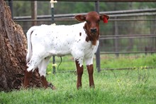 3P JUSTIFIED TEXAS ROYALTY