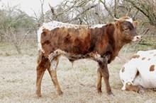 bull rebel woman x hl heads up 
