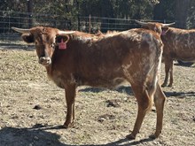 FIFTY FIFTY ROSE GOLD