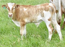 ROYAL T X MONACOS GRAND LADY bull