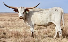 GLR ROYAL RIOGAL
