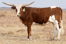 GLR ROYAL TEXANA GAL