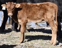 GLR HANGIN' TEXANA TUFF