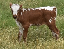 CACTUS JACK X TOP PICK heifer