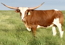 GLR ROYAL TEXANA GAL