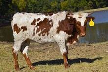 #2510 HR Iron Catch x RJF Breaking Bad (H)