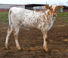 5050 x Dragon Ice heifer