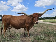 RIVERSFORKS RAT-A-TAT