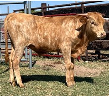 GH Naughty by Nature