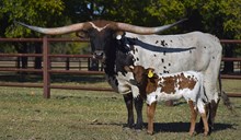 #2517 PB Special K x RNL Fredrick 