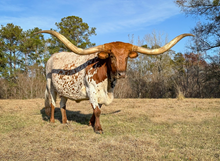 Horseshoe J Justifiable