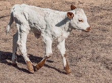 Tibby Heifer 