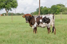 BCR Pretty Important 441